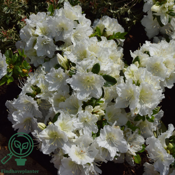 Rhododendron Jap. 'Maischnee'