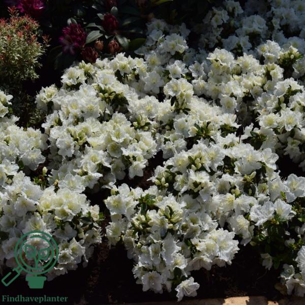 Rhododendron Jap. 'Maischnee'