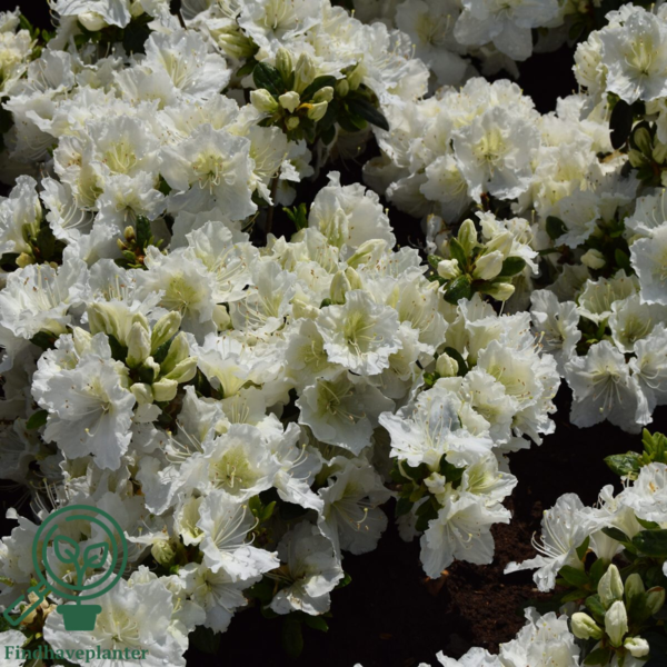 Rhododendron Jap. 'Maischnee'