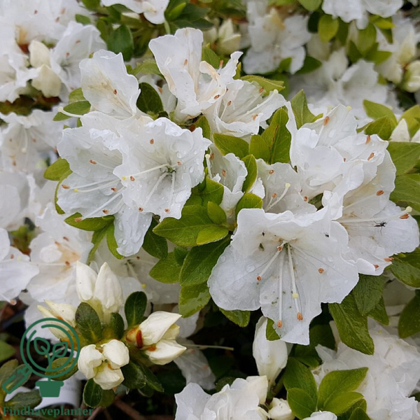Rhododendron x nakaharae 'Panda'