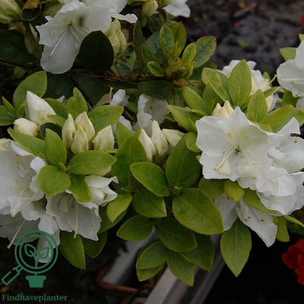 Rhododendron x nakaharae 'Panda'