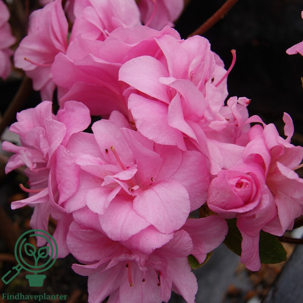 Rhododendron Jap. 'Rosebud'