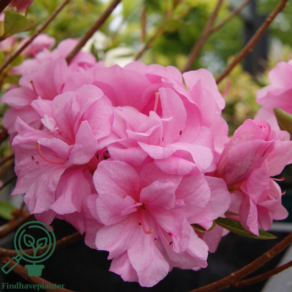 Rhododendron Jap. 'Rosebud'