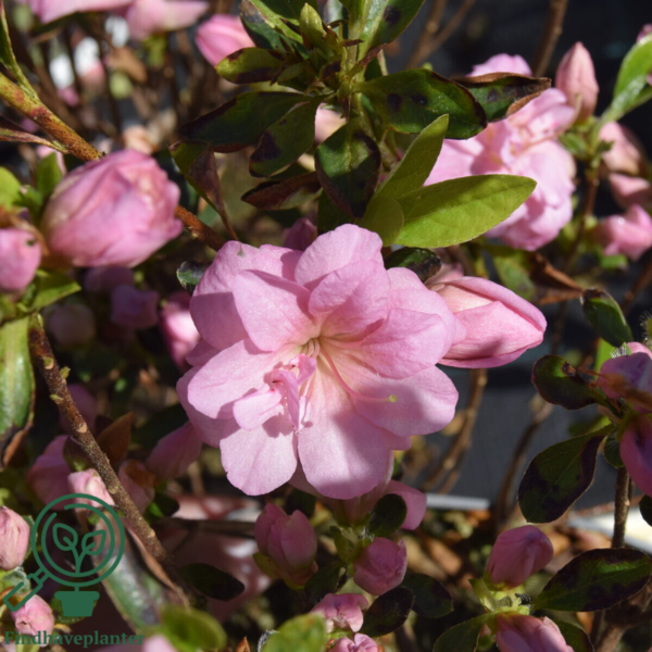 Rhododendron Jap. 'Rosebud'