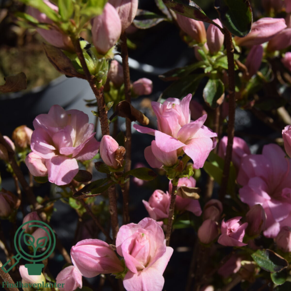 Rhododendron Jap. 'Rosebud'