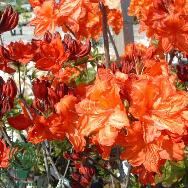 Rhododendron x mollis  'Feuerwerk'