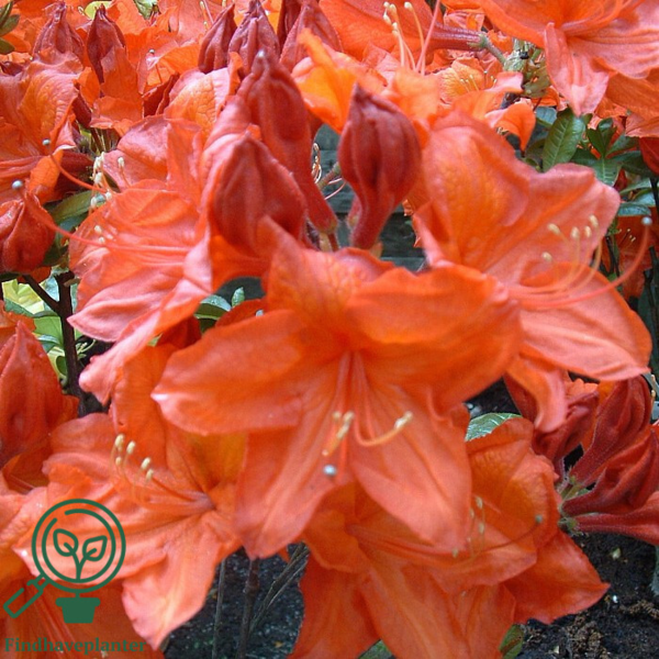 Rhododendron x mollis  'Feuerwerk'