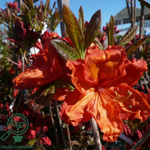Rhododendron x mollis  'Feuerwerk'