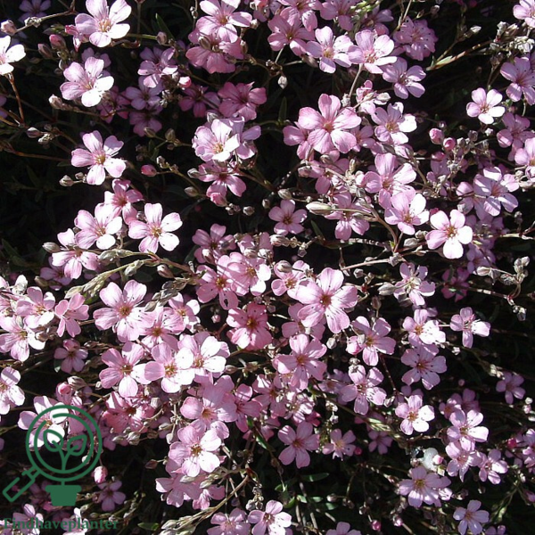 Gypsophila repens 'Rosea', Brudeslør