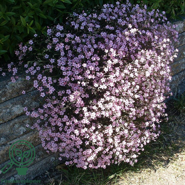 Gypsophila repens 'Rosea', Brudeslør