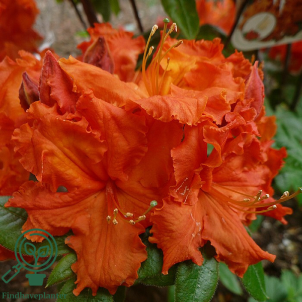 Rhododendron 'Gibraltar'