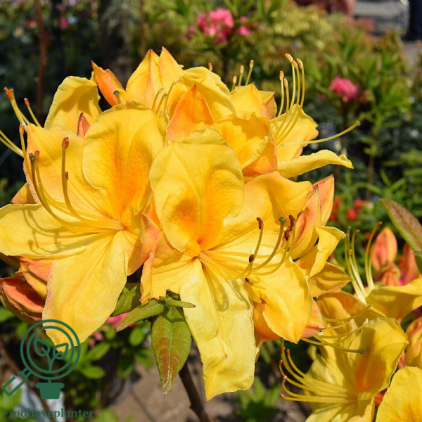 Rhododendron x luteum 'Golden Sunset'