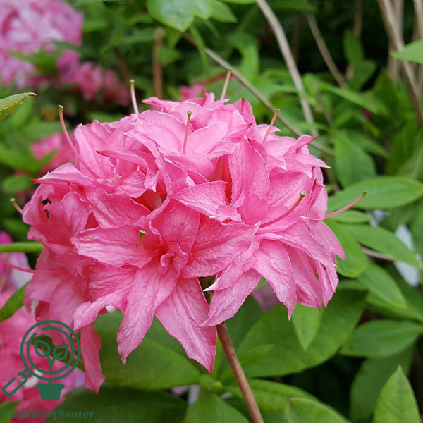 Rhododendron x luteum 'Homebush'