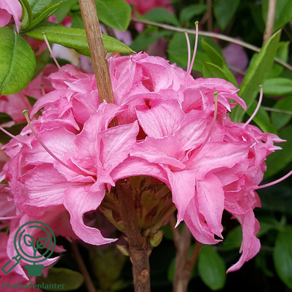 Rhododendron x luteum 'Homebush'