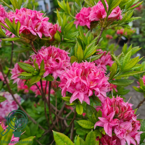 Rhododendron x luteum 'Homebush'
