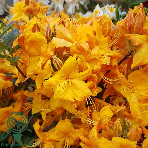 Rhododendron x mollis 'Klondyke'