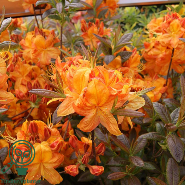 Rhododendron x mollis 'Klondyke'
