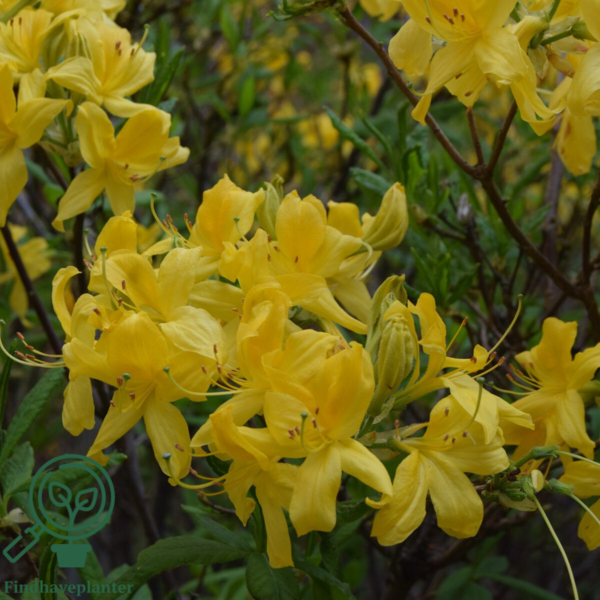 Rhododendron luteum