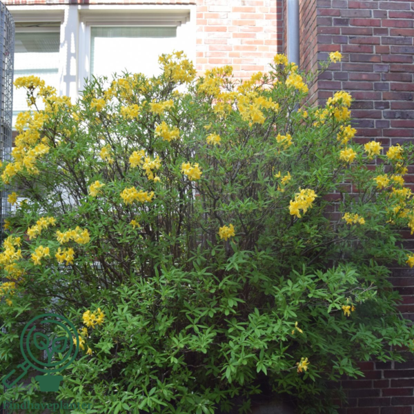 Rhododendron luteum
