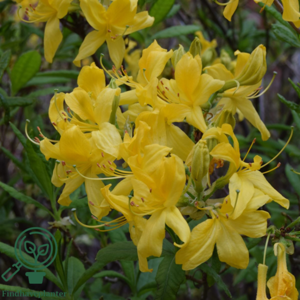 Rhododendron luteum