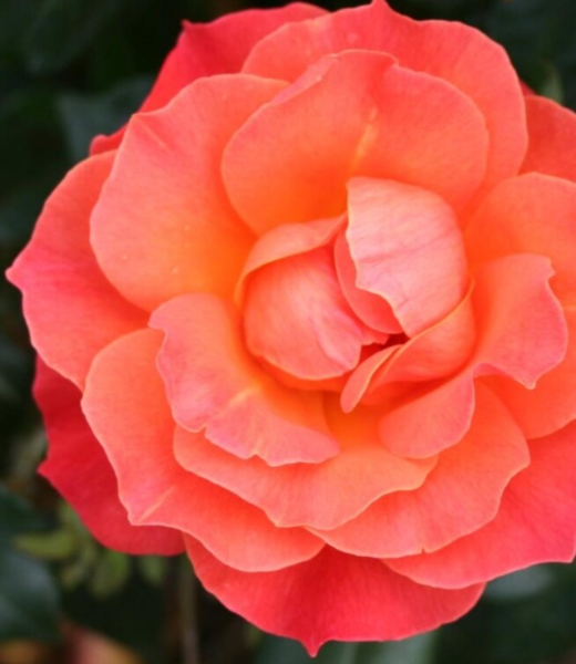 Rosa 'Fellowship' (Harwelcome)