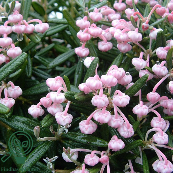 Andromeda polifolia 'Blue Ice', Rosmarinlyng