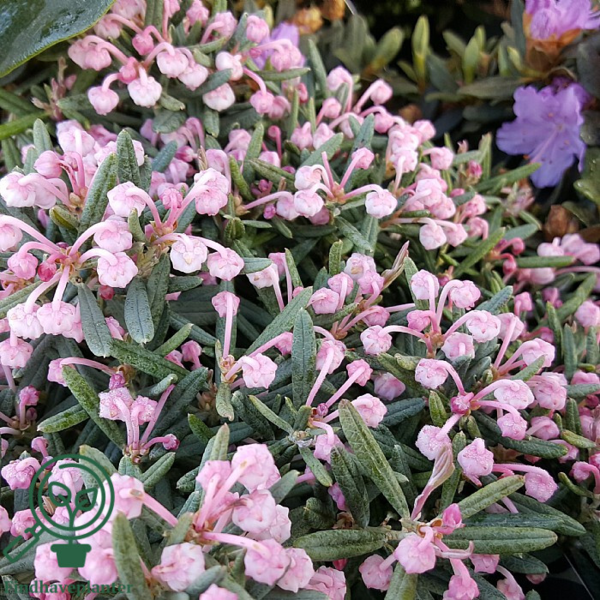 Andromeda polifolia 'Blue Ice', Rosmarinlyng