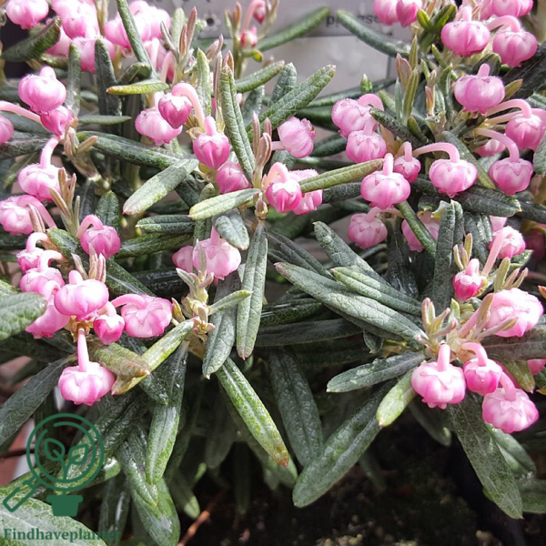 Andromeda polifolia 'Blue Lagoon', Rosmarinlyng