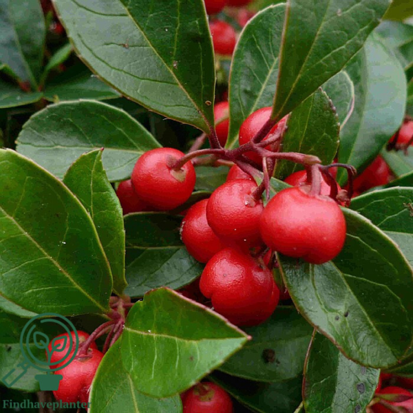 Gaultheria procumbens, Bjergthe