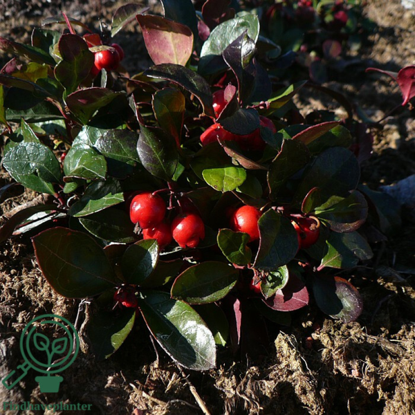 Gaultheria procumbens, Bjergthe
