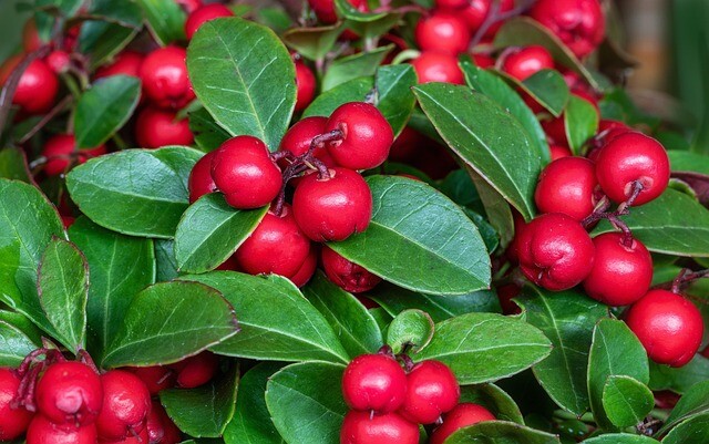 Gaultheria procumbens, Bjergthe