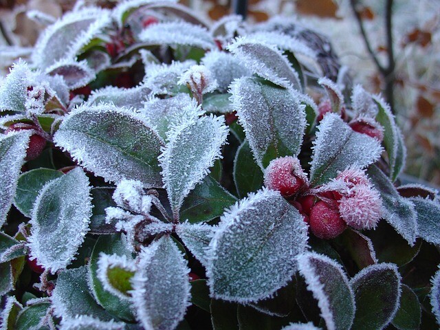 Gaultheria procumbens, Bjergthe