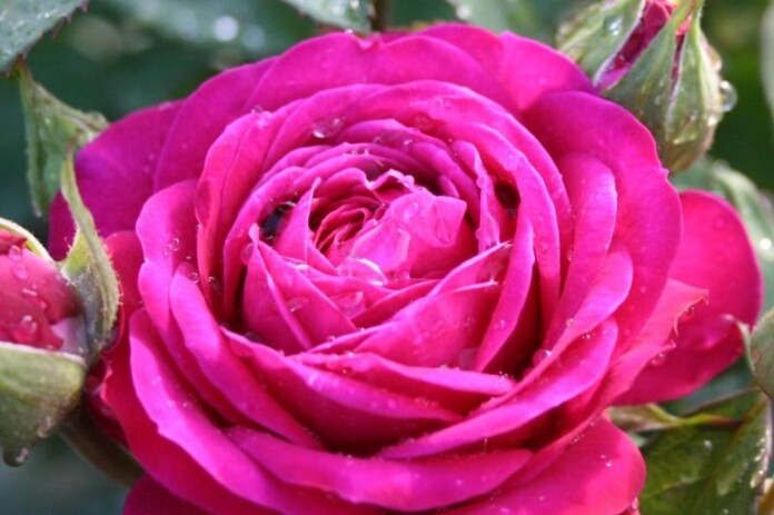 Rosa 'Heidi Klum®'