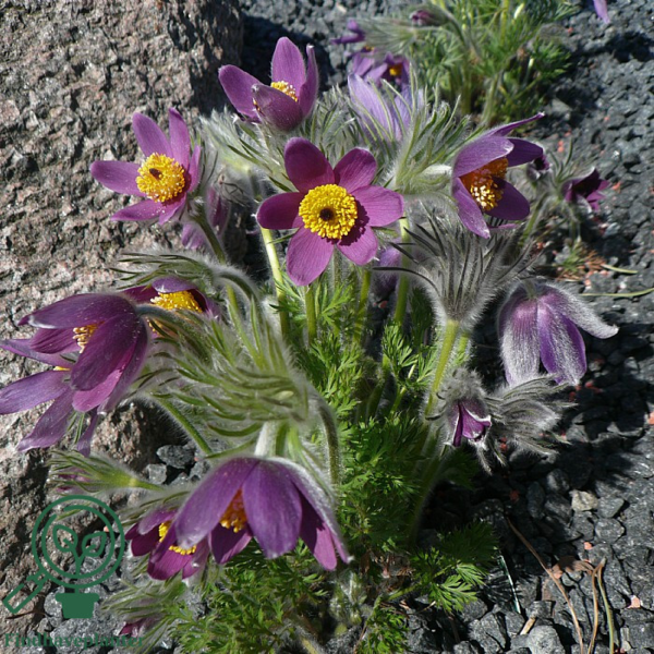 Pulsatilla vulgaris, Opret kobjælde