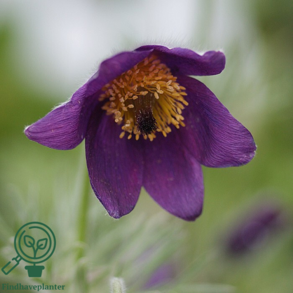 Pulsatilla vulgaris, Opret kobjælde