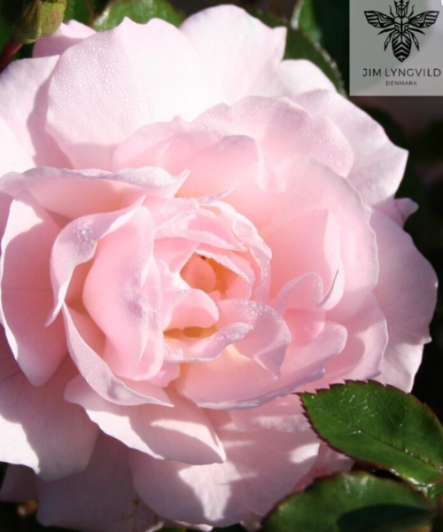 Rosa 'Jim The Viking' Plant’n’Relax®