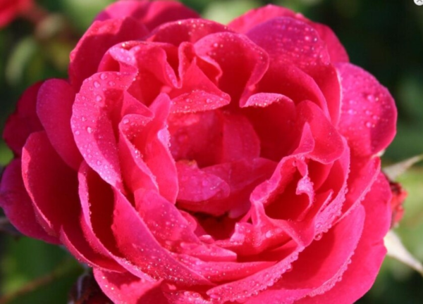 Rosa 'Johannes Larsen®' Rosenmager