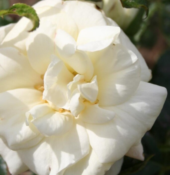 Rosa 'La Paloma-85®'