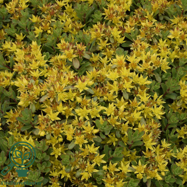 Sedum floriferum 'Weihenstephaner Gold' Kinesisk Stenurt