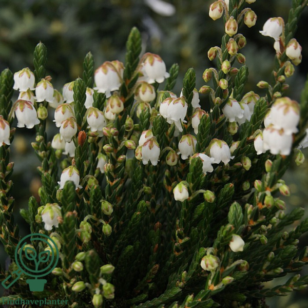 Cassiope hybr. ´Edinburgh´, Kantlyng
