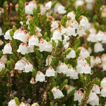 Cassiope hybr. ´Edinburgh´, Kantlyng