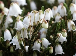 Cassiope hybr. ´Edinburgh´, Kantlyng