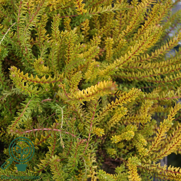 Empetrum nigrum ’Bernstein’, Revling