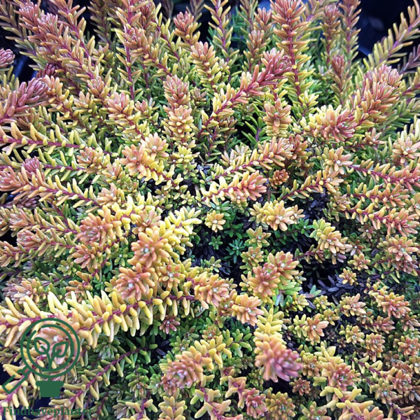 Empetrum nigrum ’Bernstein’, Revling