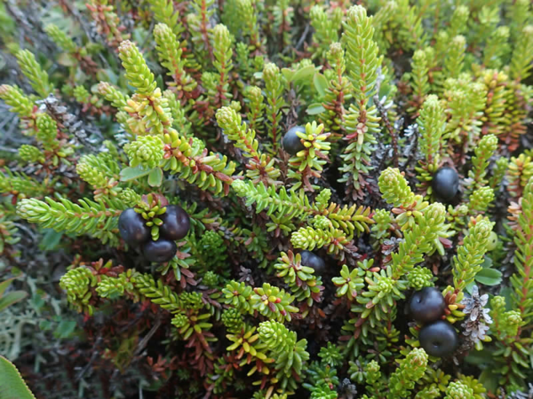 Empetrum nigrum ’Irland’, Revling