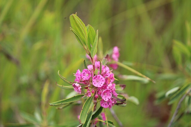 Kalmia polifolia ’Newfoundland’, Kalmia