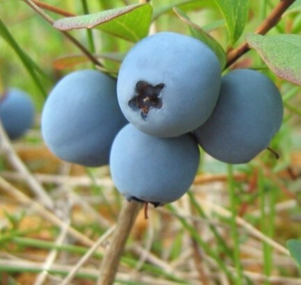 Vaccinium uliginosum, Mosebølle