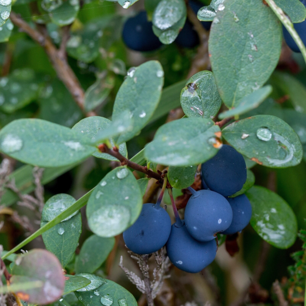 Vaccinium uliginosum, Mosebølle