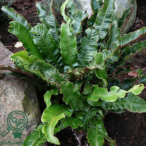Asplenium scolopendrium, Hjortetunge