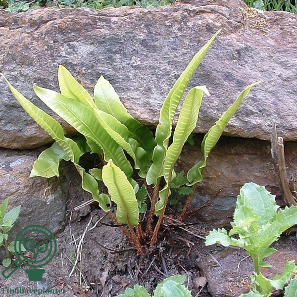 Asplenium scolopendrium, Hjortetunge